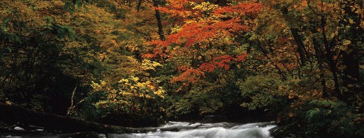 towada_autumn