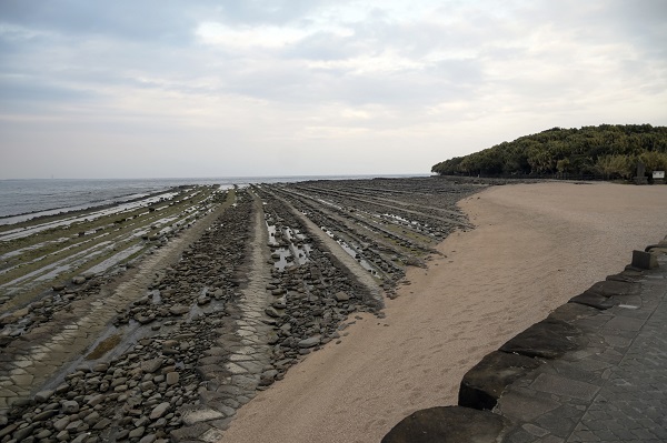 宮城「青島」