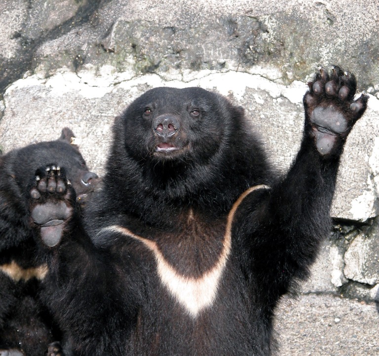 クマ牧場・秋田