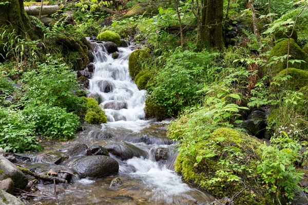 栃木県塩谷町　尚仁沢湧水（5月）