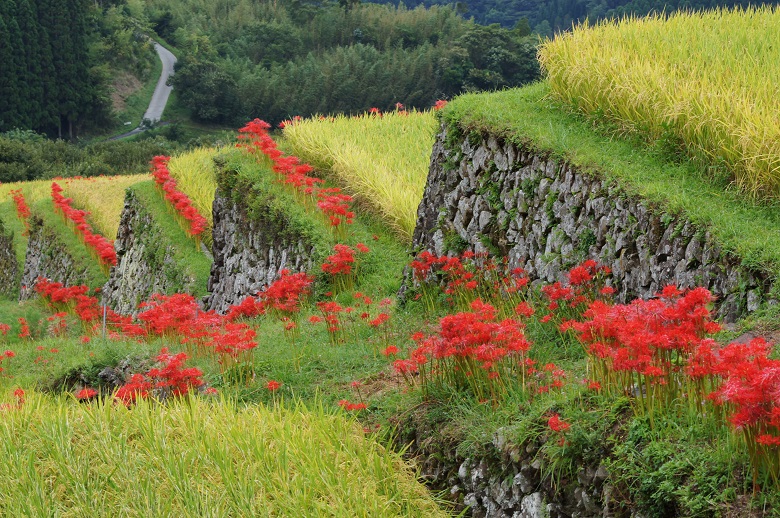 坂元の棚田