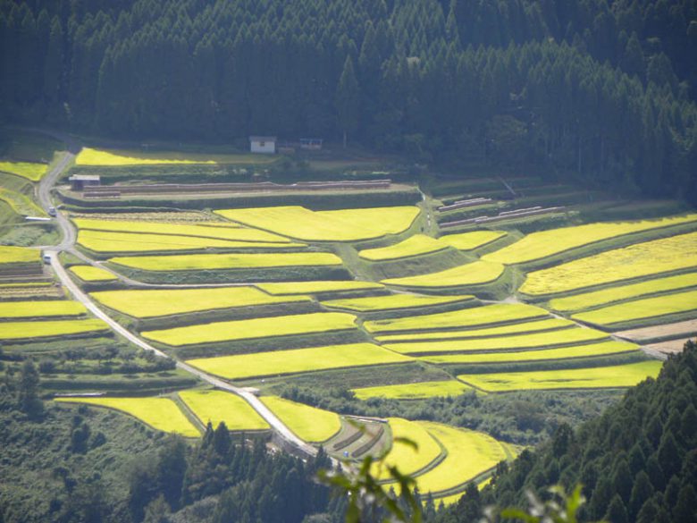 山浦早水棚田