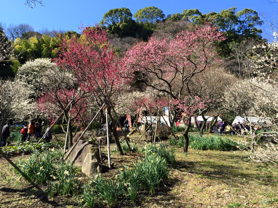 熱海の梅園、2014年開花速報！