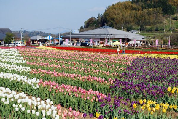 原尻の滝道の駅の前に広がるチューリップ