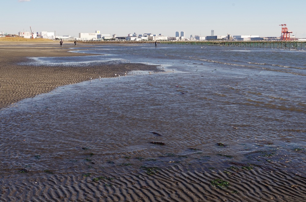 ふなばし三番瀬海浜公園 潮干狩り場