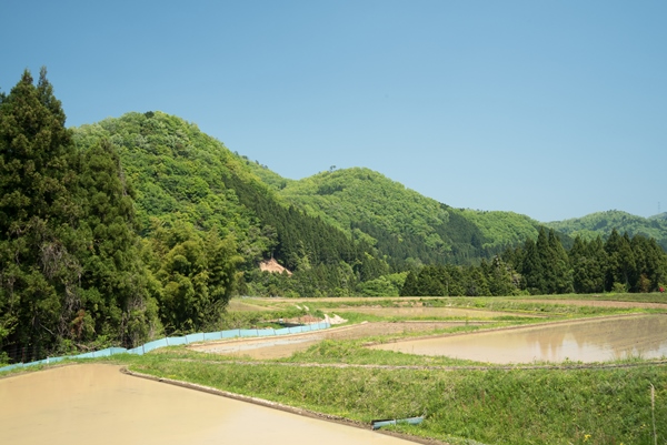 京丹波町の水田