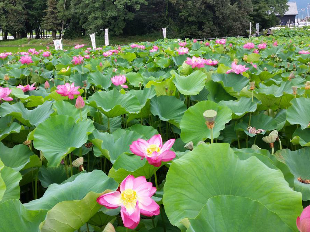 森川花はす田