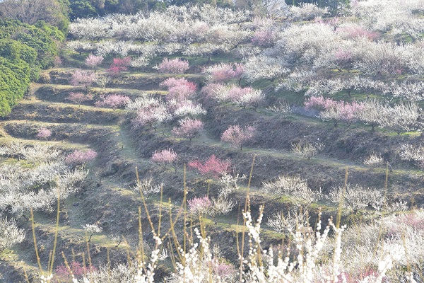 兵庫「綾部梅林」