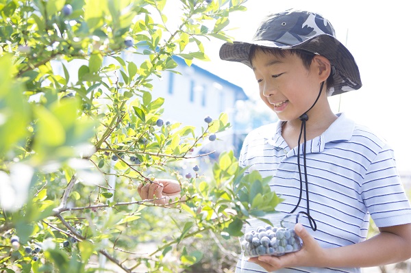 愛知県「ブルーベリー」