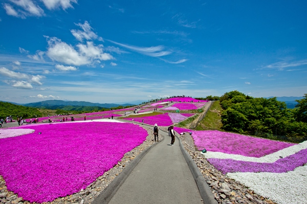 茶臼山の芝桜