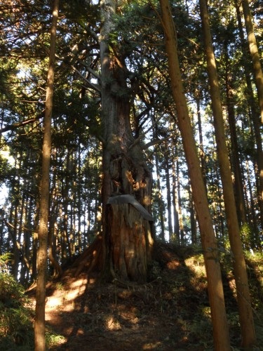 古宮城址・ひのき