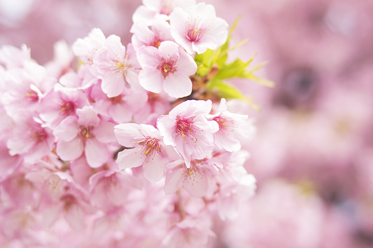 【2014年】北海道のお花見はまだこれから！4月から5月のバス旅行にいかが？