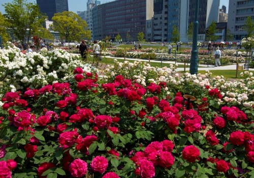 rose_nakanoshima