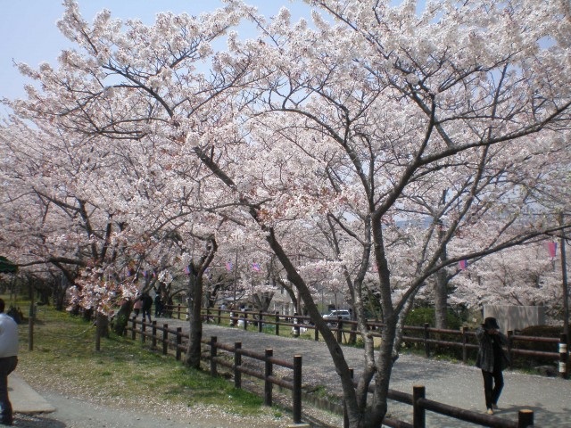 桜淵公園