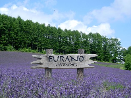 furano_lavender