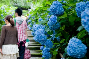 kamakura_ajisai