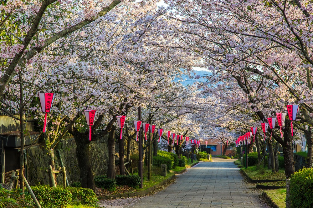 桜の名所・旭ヶ丘公園
