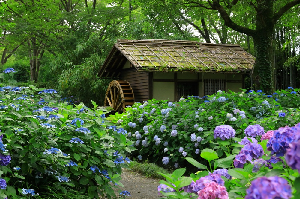 あじさい祭りも開催される「府中市郷土の森博物館」