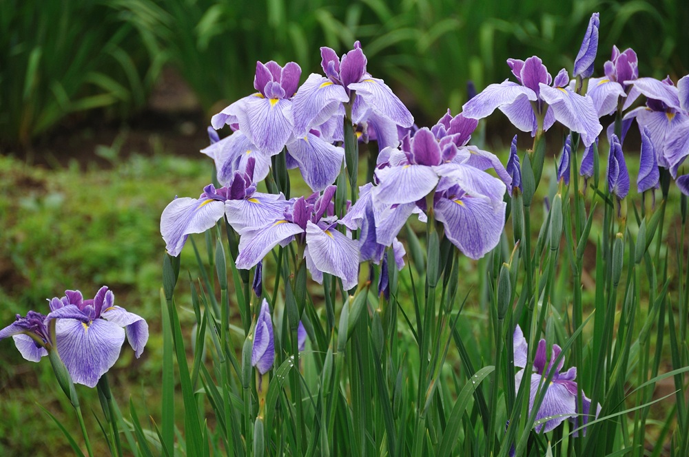 青梅市「吹上しょうぶ公園」