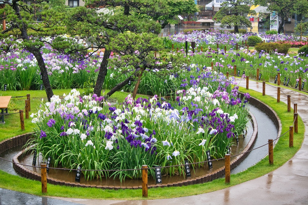 5月～6月は貸切バスでどこに行く？都内イベントや東京観光の穴場をチェック