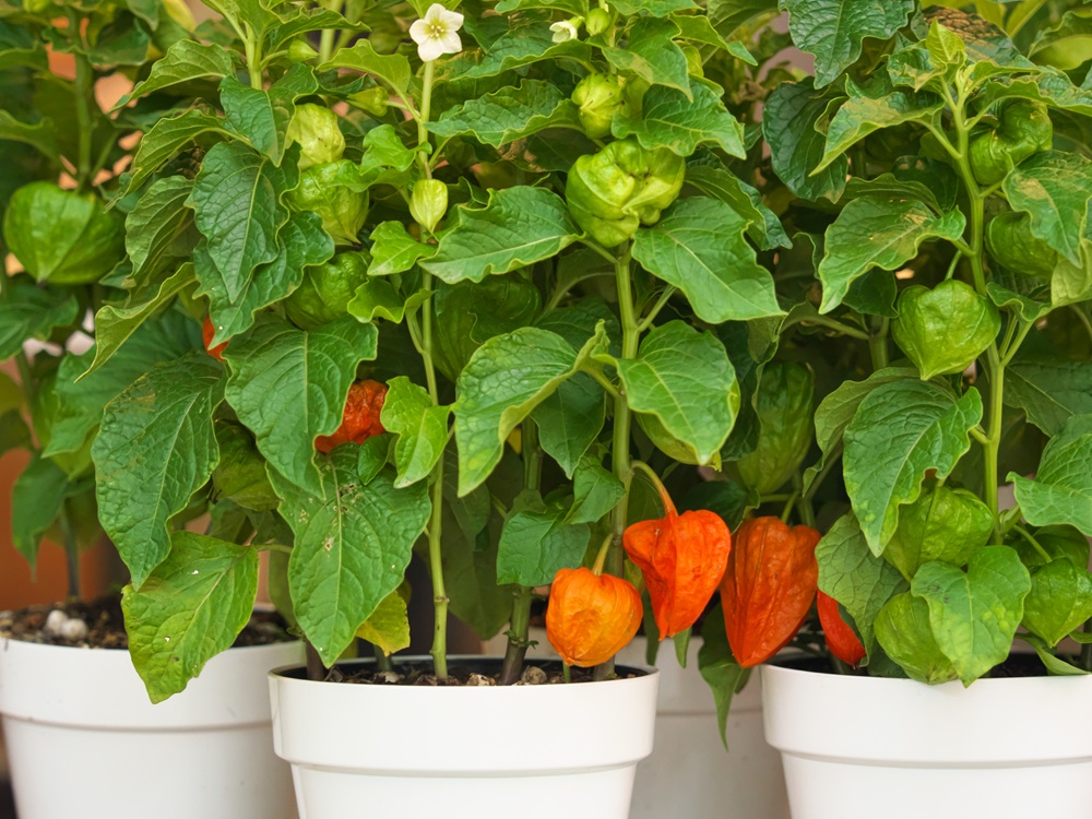 港区・愛宕神社「千日詣り ほおずき縁日」