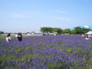 lavender