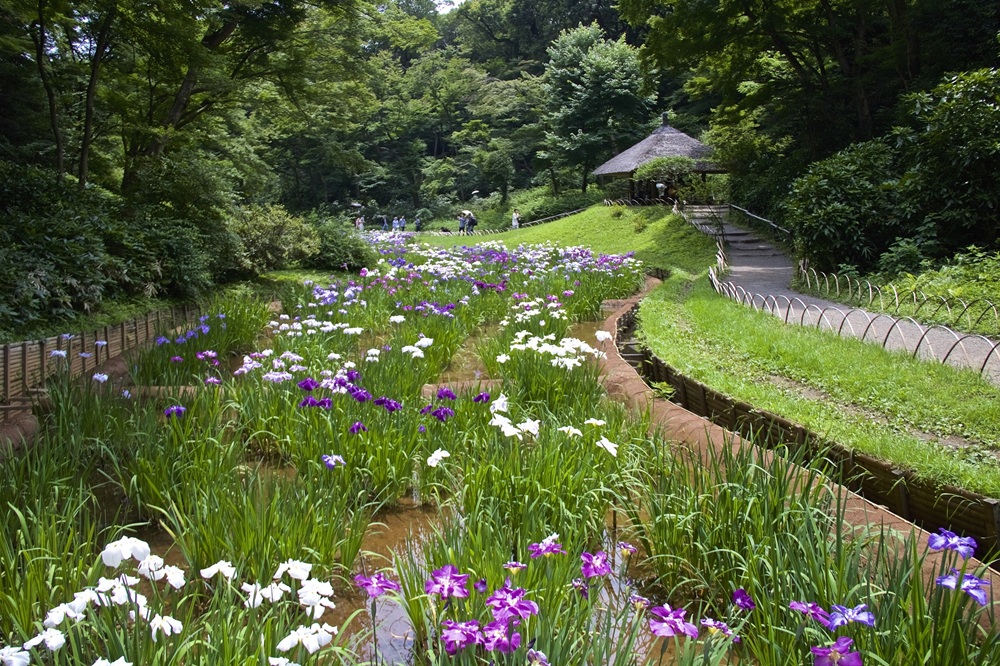 明治神宮　菖蒲田