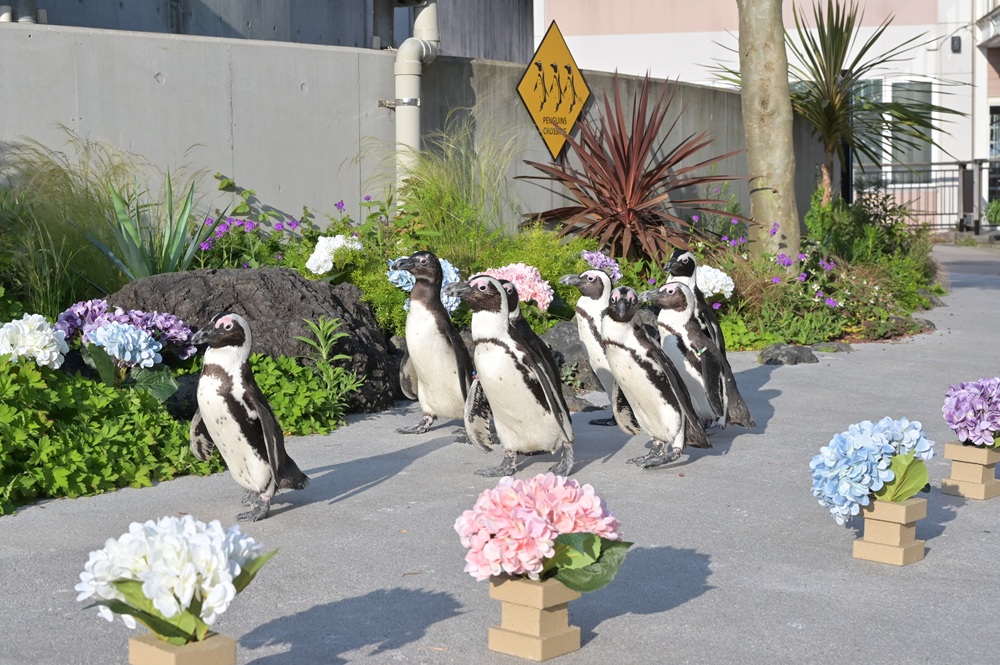 ケープペンギンのパレード