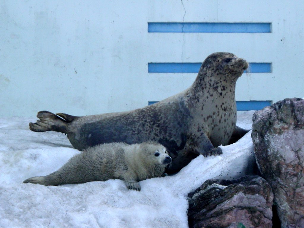 旭山動物園、2014年冬期開園間近！