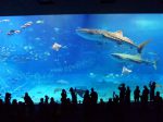 美ら海水族館