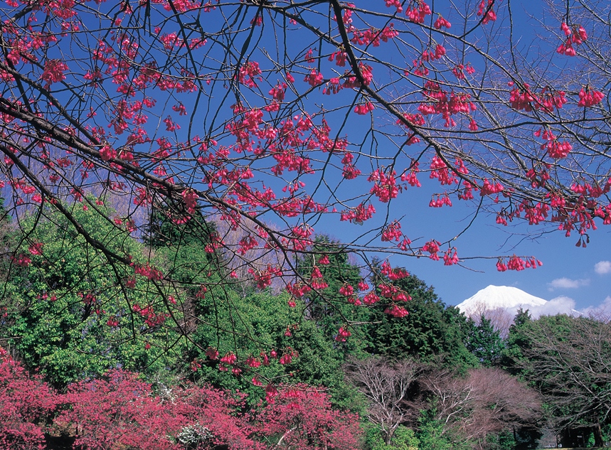 岩本山の梅と富士山