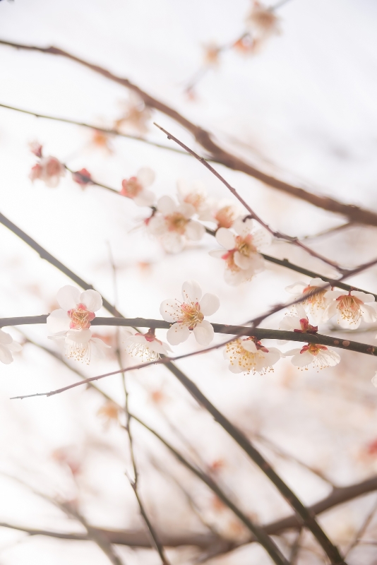 梅の花