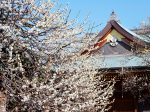 湯島天神の梅