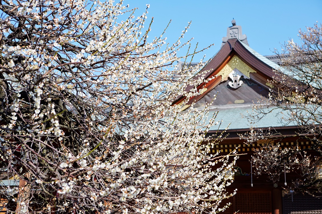 湯島天神の梅