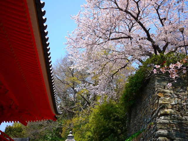 関西一の早咲き！紀三井寺の桜で2015年春を先取り！