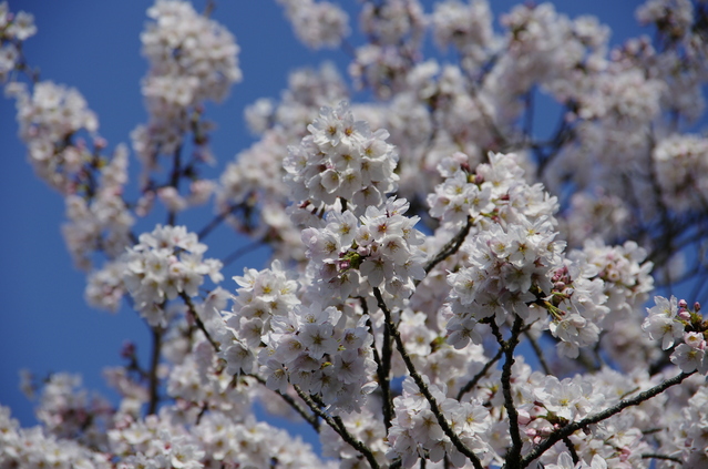 2015年有馬温泉さくらまつりで温泉＆桜！春爛漫