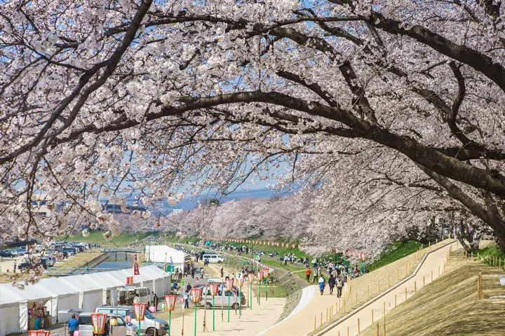 250本の桜並木！岡山さくらカーニバル2015間近！
