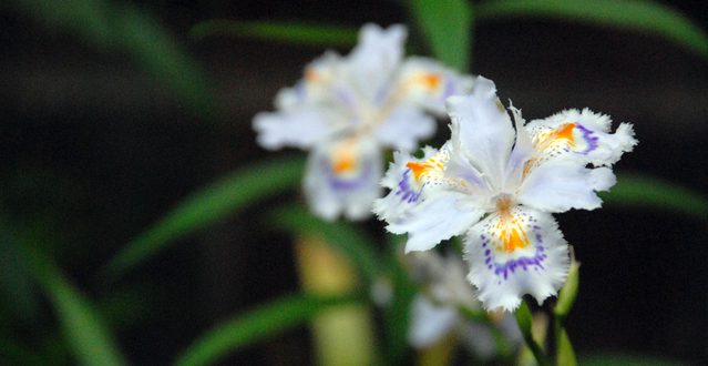 15年 四国山岳植物園のヒメシャガの花畑を見に行こう バス観光マガジン