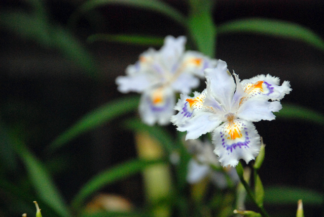 【2015年】四国山岳植物園のヒメシャガの花畑を見に行こう！
