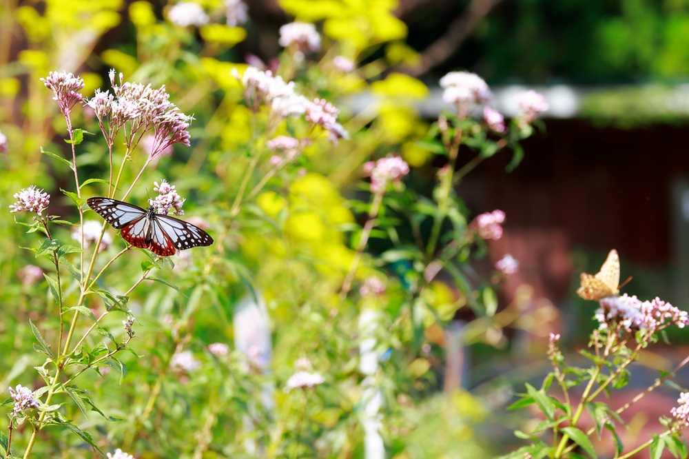 旅する蝶　アサギマダラ