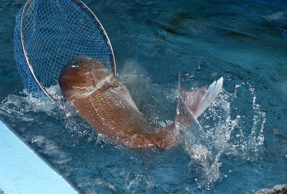 姫島で獲れるお魚
