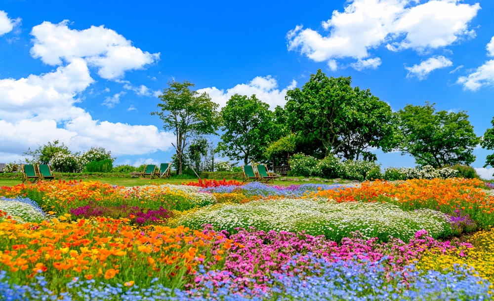 くじゅう花公園