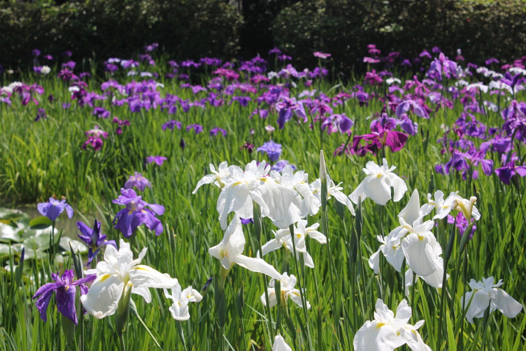 【2015年】期間限定！花菖蒲園がもうすぐオープン！