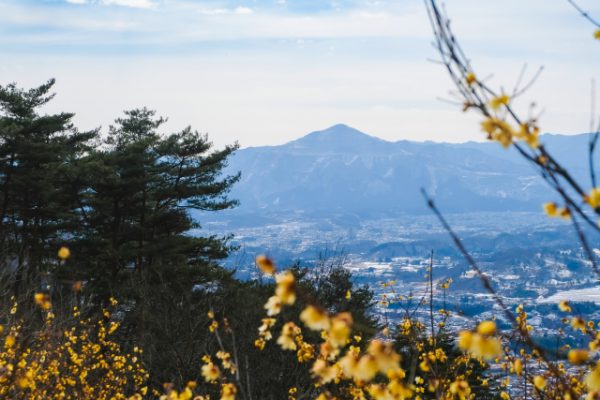 宝登山とろうばい