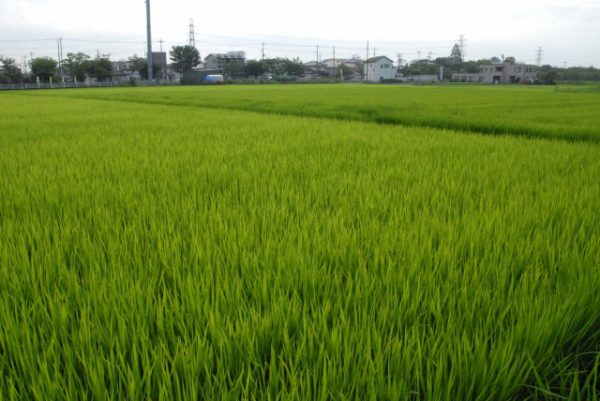 杉戸町の田園風景