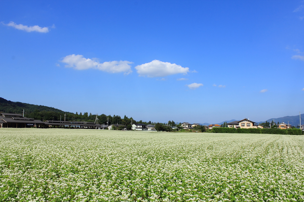 「ちちぶ花見の里」の蕎麦畑
