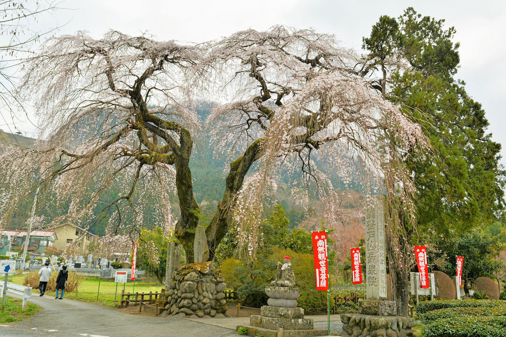 笹戸山長泉院「よみがえりの一本桜」