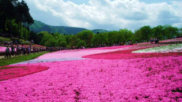 秩父・羊山公園の芝桜