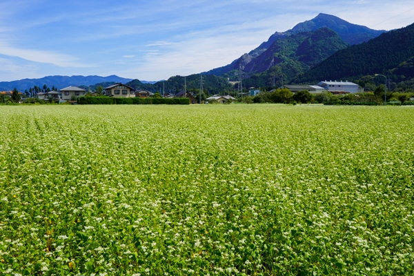 秩父花見の里