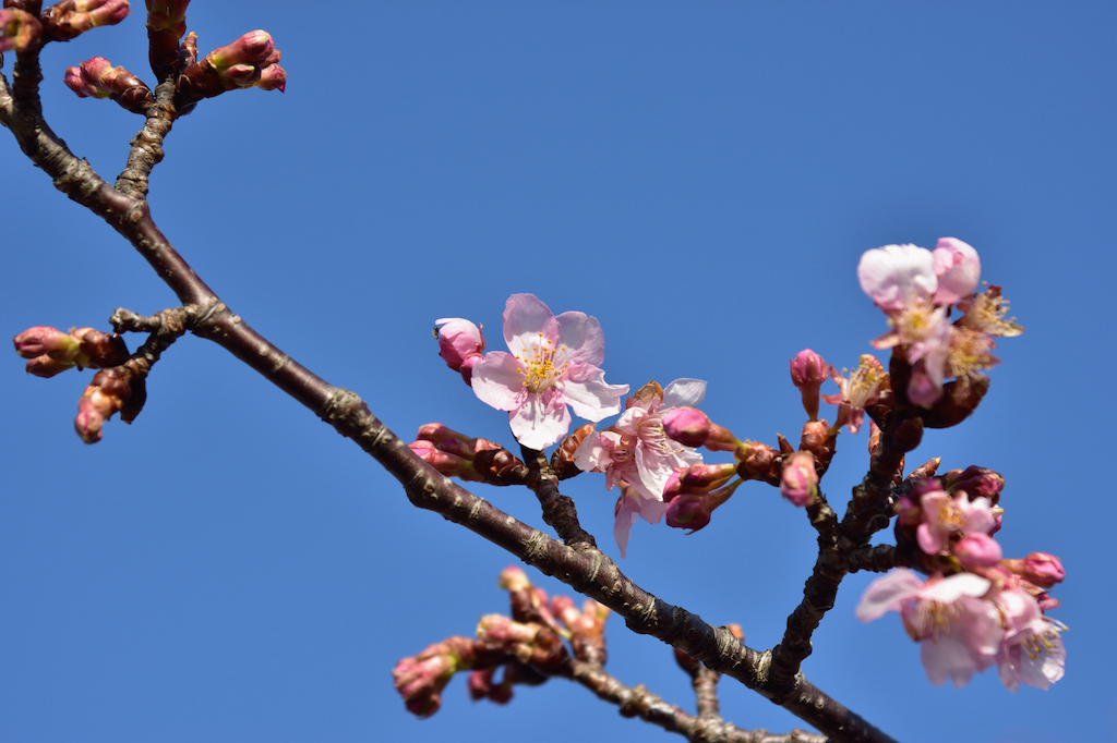 キヤッセ羽生の桜